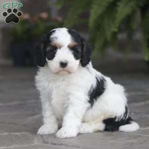 Finn, Cavapoo Puppy